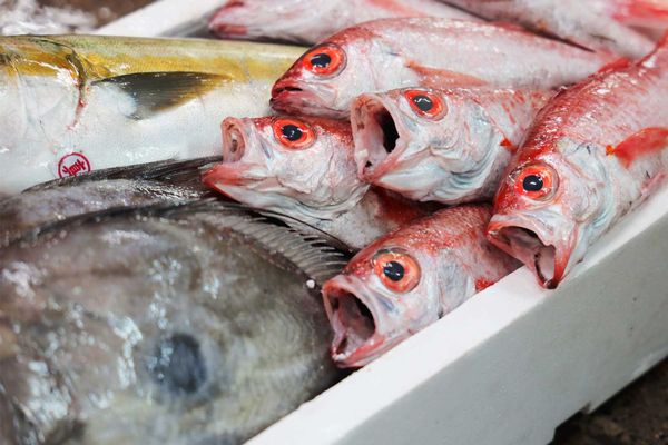 シーライフ のどぐろ干物大4尾 送料無料 山陰の逸品おとりよせ オンラインショップ